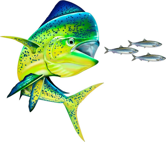 Mahi Mahi Chasing Bait Fishing Color Decal 12"x 10